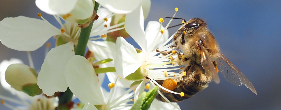 Bienen - für Ökosystem & Ernährung unverzichtbar