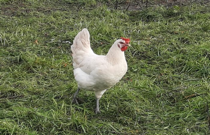Wie kommen Bio-Hühner durch den Winter?